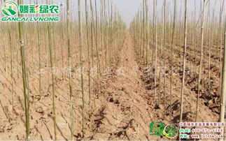 宜黃縣綠農(nóng)農(nóng)業(yè) 速生玫紅紫薇精品苗木的成功培育與先進栽培技術解析