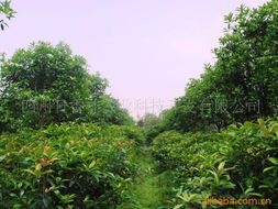 四川日香桂農(nóng)業(yè)科技開發(fā) 喬木產(chǎn)品引領農(nóng)業(yè)科技新篇章